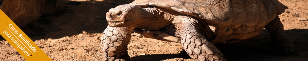 Curso de Especialista en Cuidados de Animales de Zoológico